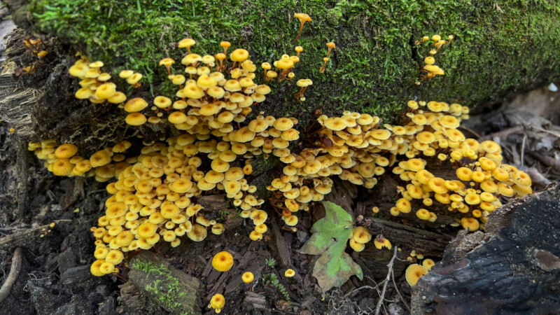 Photo: Mushrooms — Mushroom, Nature
