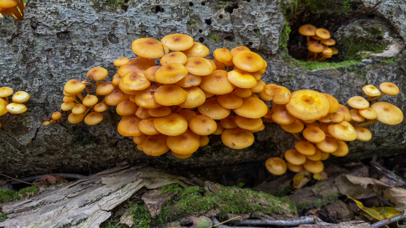 Photo: Mushrooms — Mushroom, Nature