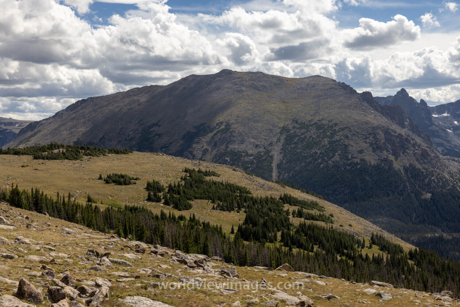 Alpine Forest in the Rockies
