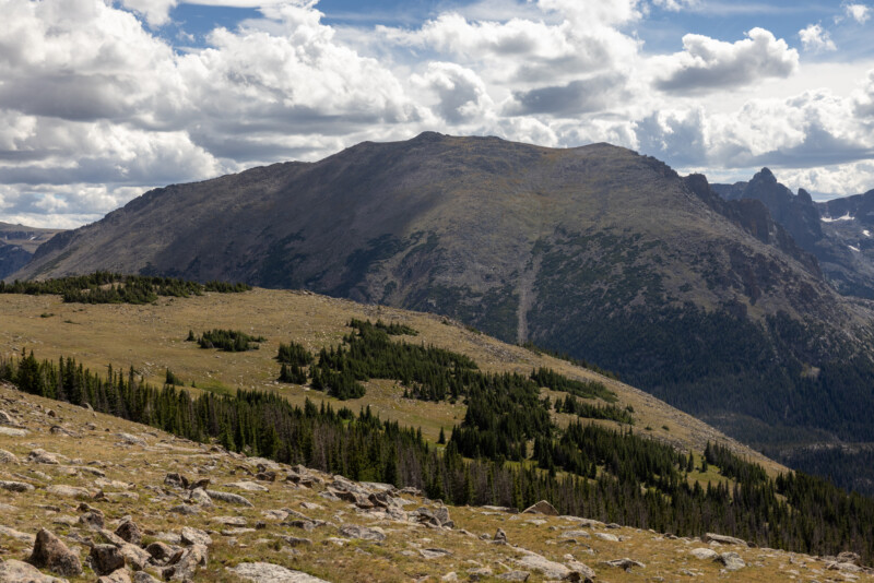 Alpine Forest in the Rockies