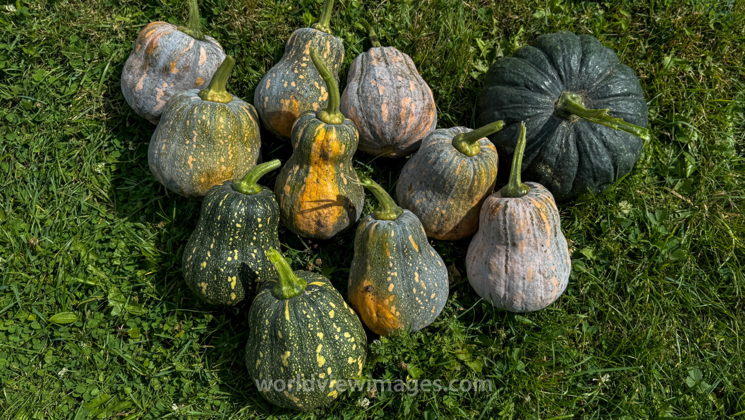 Harvested Squash