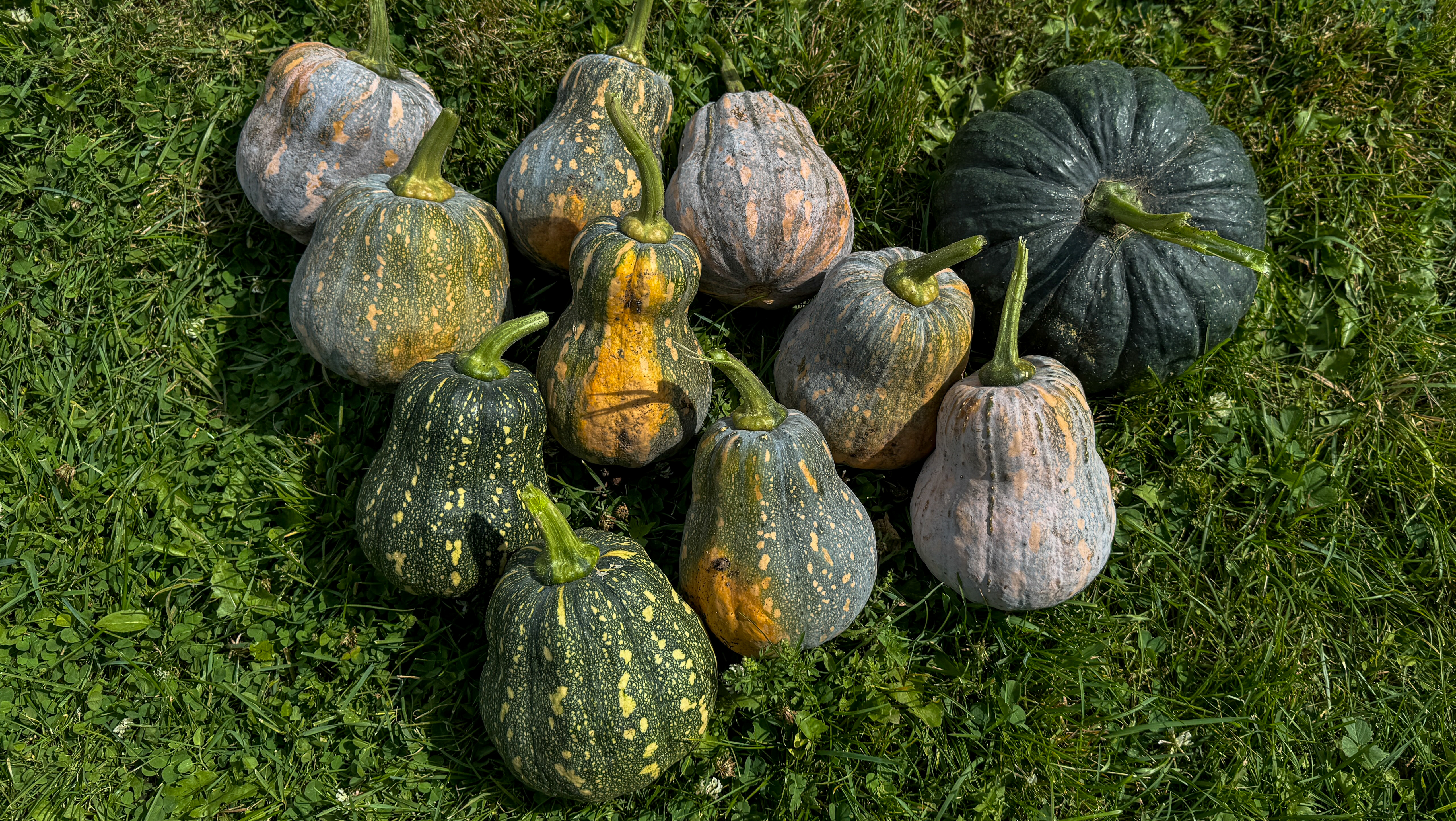 Harvested Squash