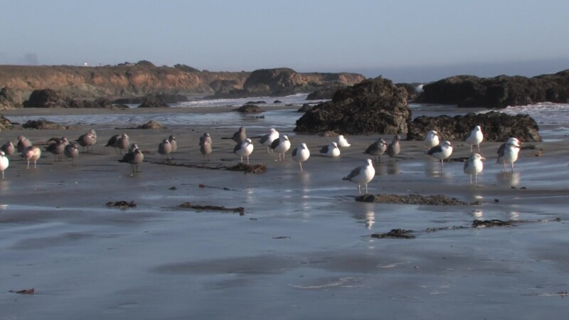 California Beach — Stock video of beach shots on the Pacific Coast Highway of the California coastline, highway 1Keywords: Ocean, sea, Pacific, coast, Beach,...