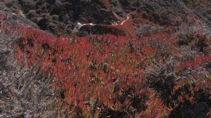California Beach — Stock video of beach shots on the Pacific Coast Highway of the California coastline, highway 1Keywords: Ocean, sea, Pacific, coast, Beach,...