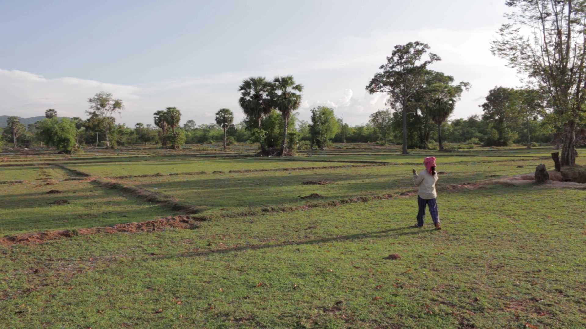 Searchng for Firewood