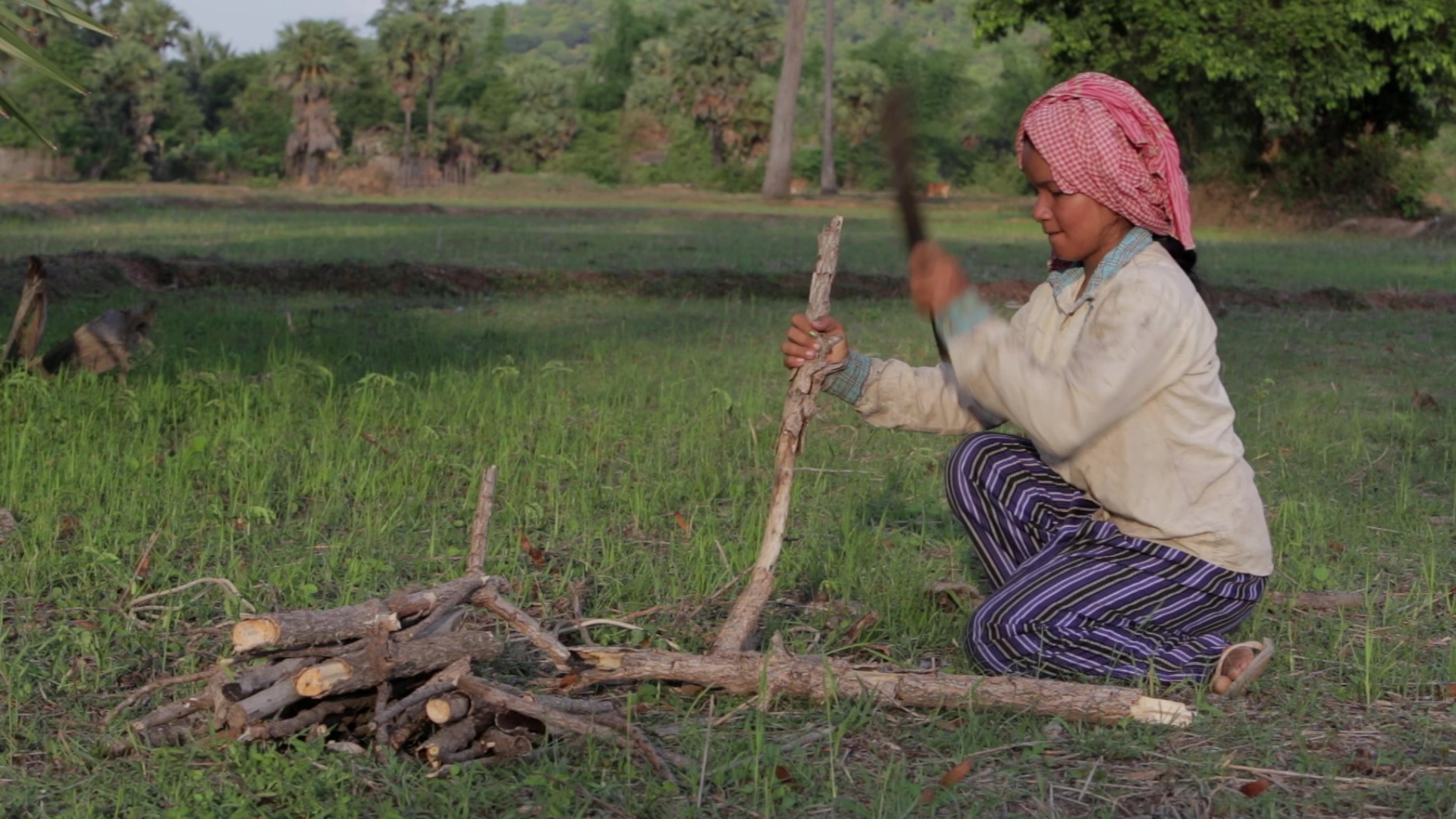 Collecting Firewood in Cambodia