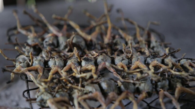 Frogs on the Grill — Stock Video Footage of Cambodia: Frogs over the grill in a home in a remote village of Cambodia. — Asia, Cambodia, Preah Vihear Province...