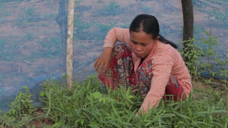 Working in Garden in Cambodia — Woman works in her organic, home kitchen garden in Cambodia — Asia, Cambodia, ADRA, Woman, Women