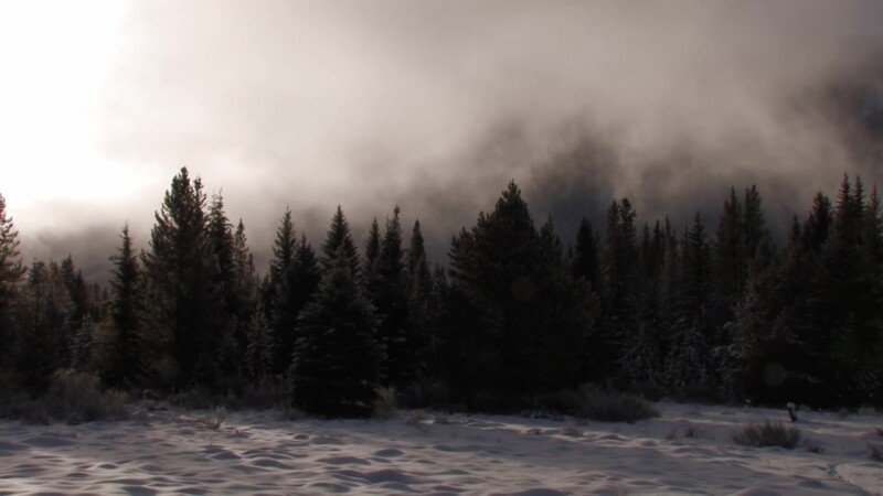 Frosty Forest — Stock Video Footage of Canada: Low Clouds Drift by a pine forest in Banff National ParkKeywords: Canada, Scenic, Calgary, Banff National Park...