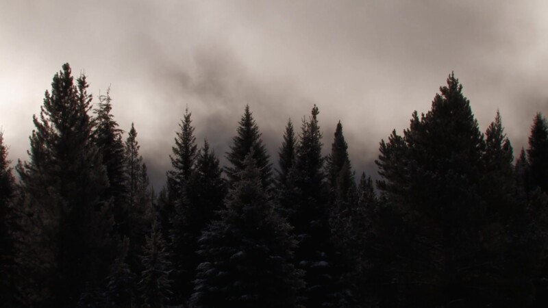 Forest in the Mist — Low Clouds drift by a pine forest in Banff National ParkKeywords: Canada, Scenic, Calgary, Banff National Park, Vacation, Travelling, Pi...