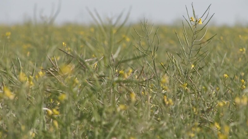 Video: Canola Field