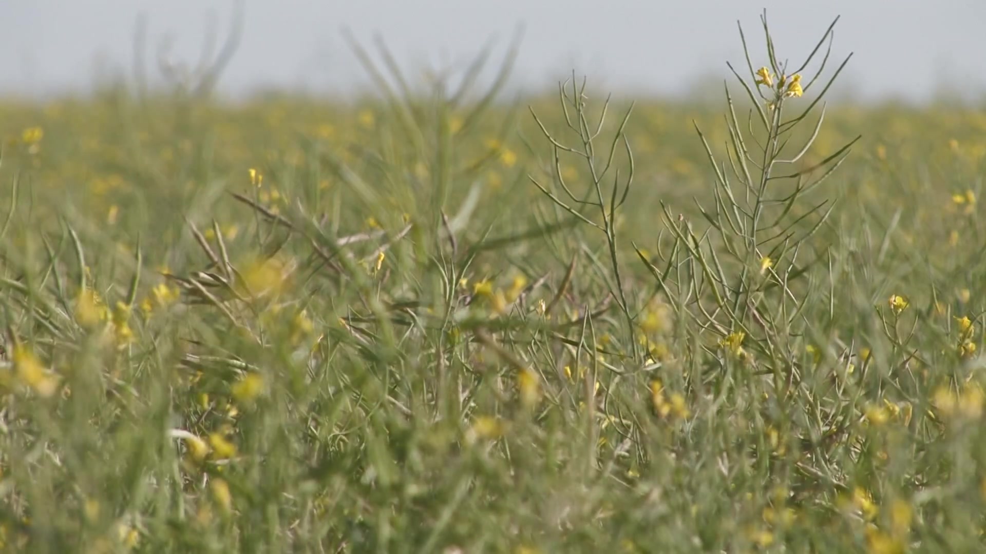 Canola Field