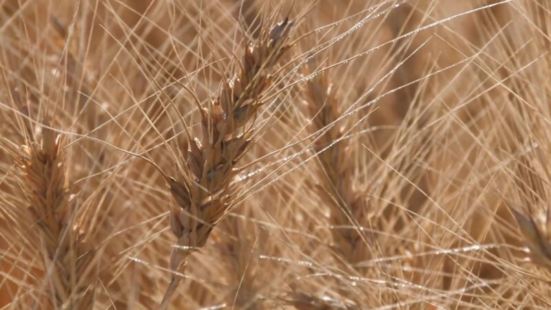 Ripe Wheat — Stock Video Footage of Canada: Wheatfield in Central Alberta, Ready for harvest. — Canada, Scenic, Wheat, Wheat Field, Alberta
