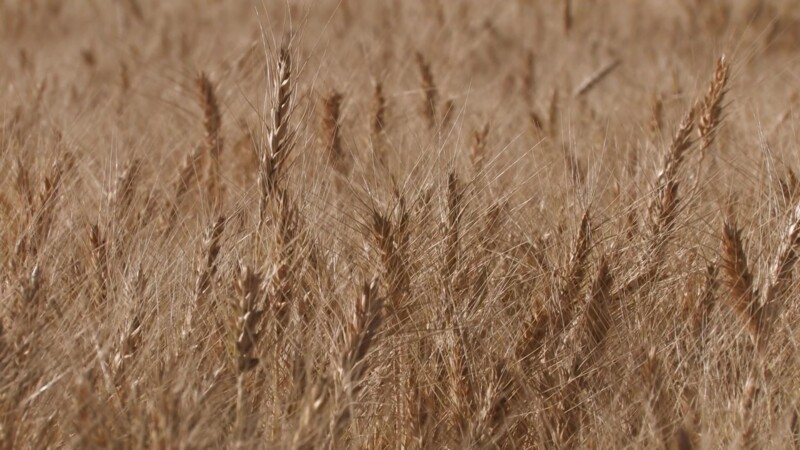 Ripe Wheat — Stock Video Footage of Canada: Wheatfield in Central Alberta, Ready for harvest. — Canada, Scenic, Wheat, Wheat Field, Alberta