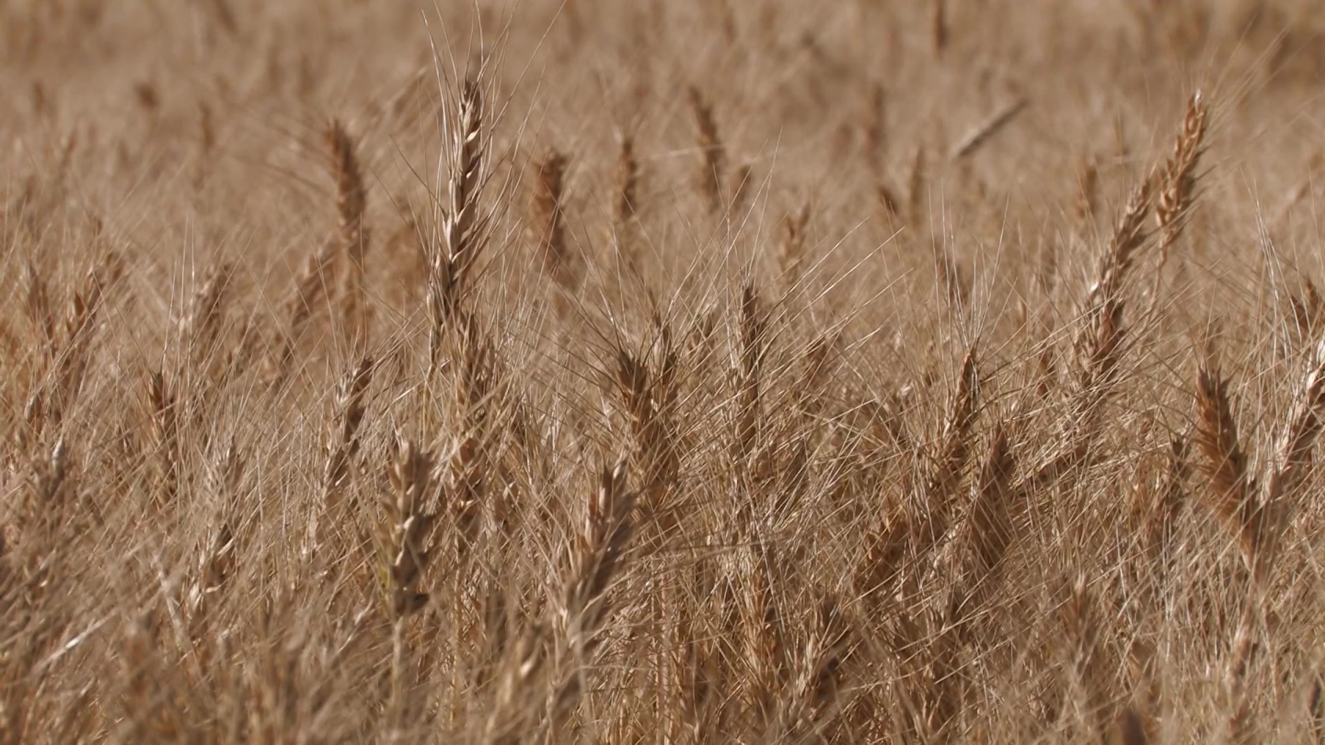 Ripe Wheat