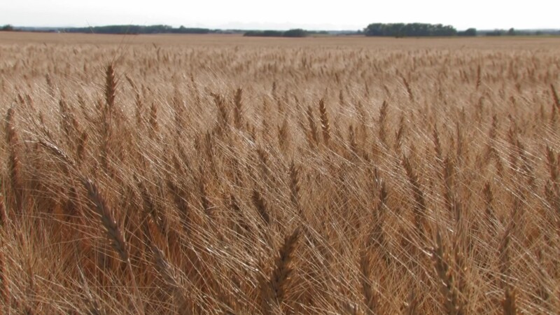 Ripe Wheat — Stock Video Footage of Canada: Wheatfield in Central Alberta, Ready for harvest. — Canada, Scenic, Wheat, Wheat Field, Alberta