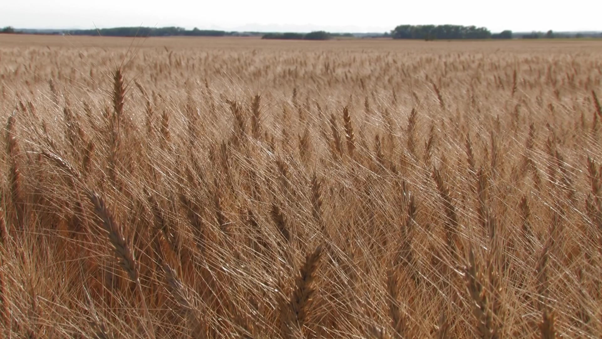 Ripe Wheat