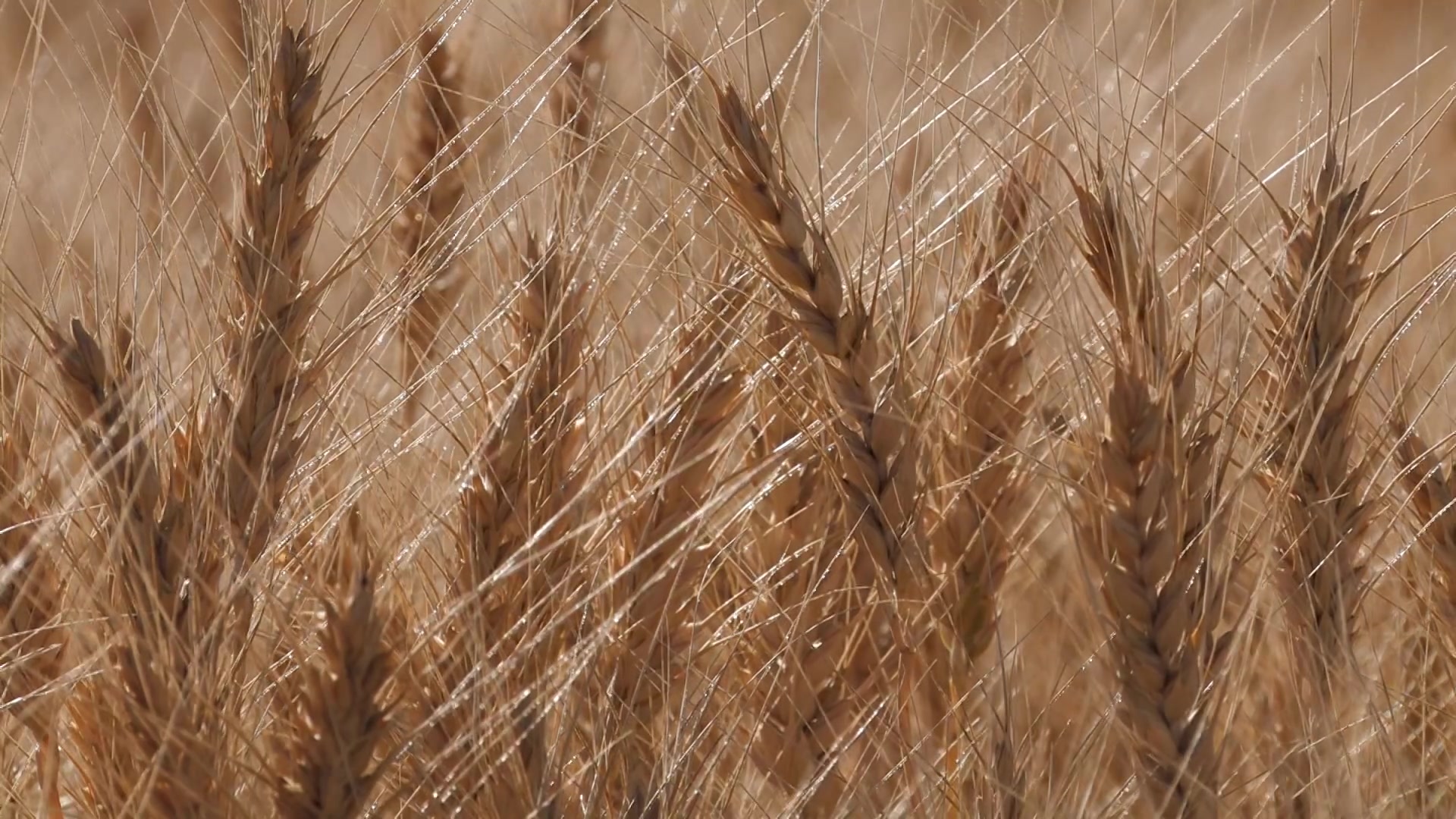 Ripe Wheat
