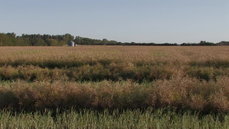 Canola Fiels in Canada — Canola Field, ready for Harvesting.