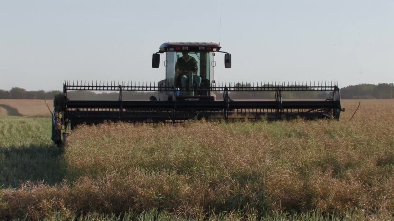 Harvesting Canola — Stock Video Footage of Canada: Canola Harvesting in Alberta, CanadaKeywords: Canada, Scenic, Canola, Canola Field, Harvesting, Food, Nutr...