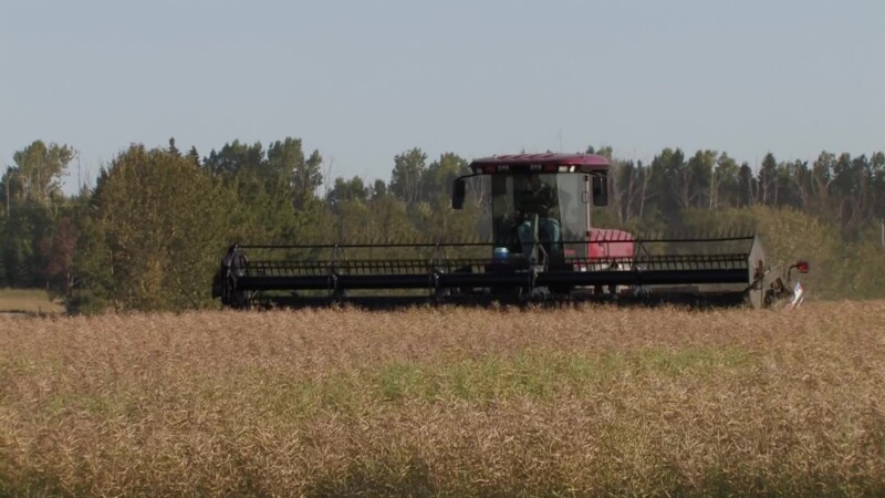 Harvesting Canola — Stock Video Footage of Canada: Canola Harvesting in Alberta, CanadaKeywords: Canada, Scenic, Canola, Canola Field, Harvesting, Food, Nutr...