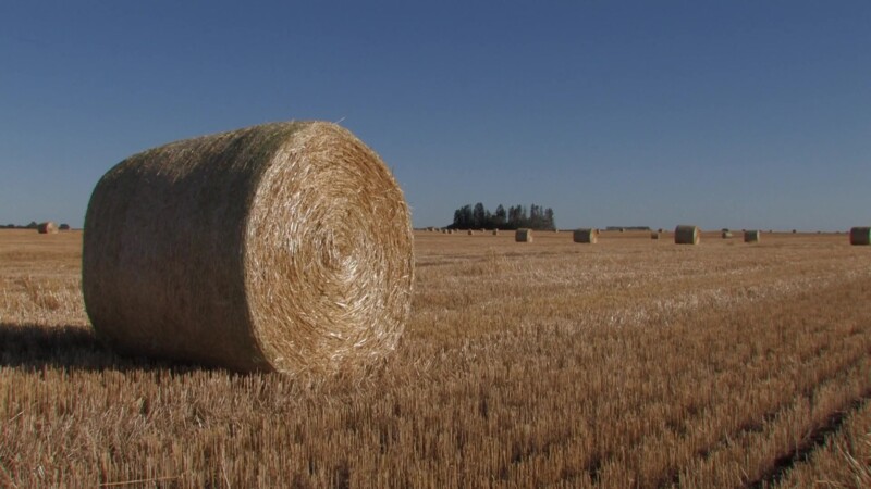 Large Straw Bale — Canada, Scenic, farming, agriculture, field