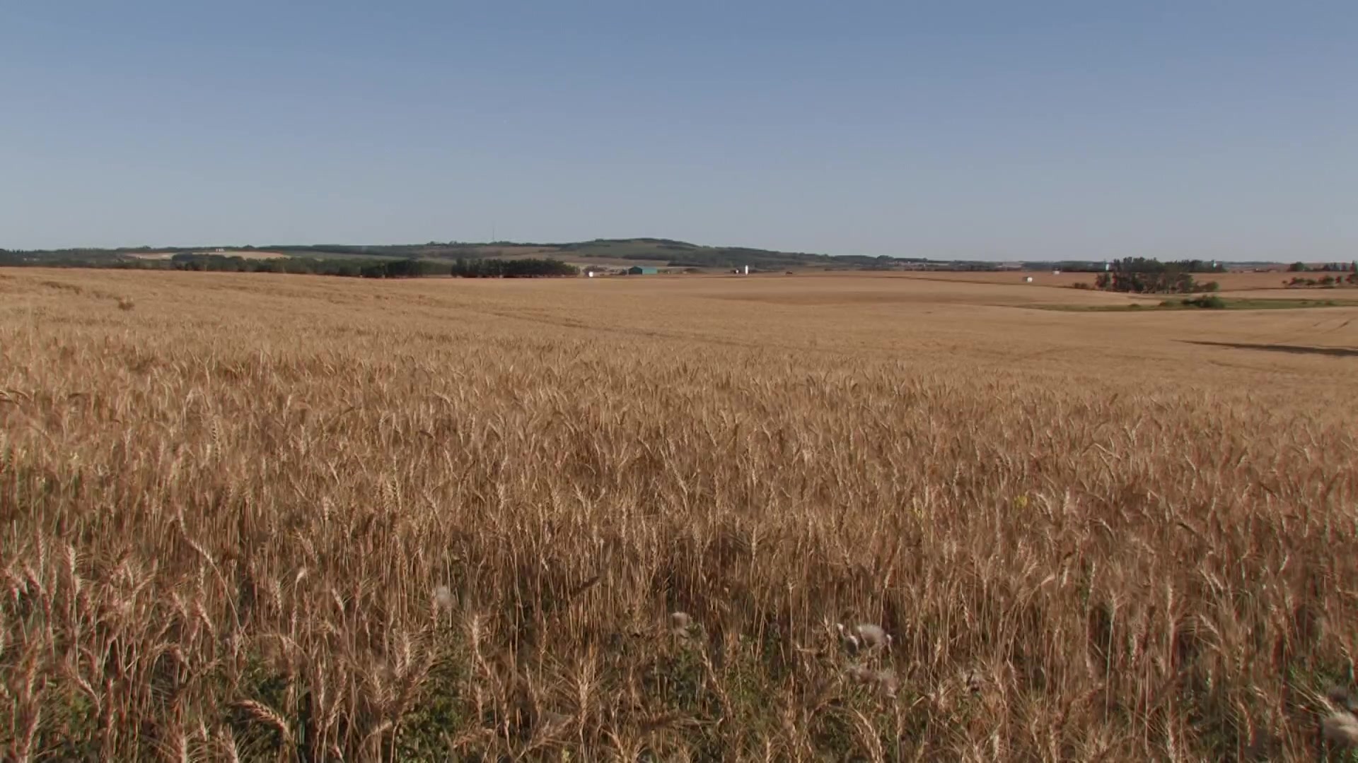 Wheat Field in Canada