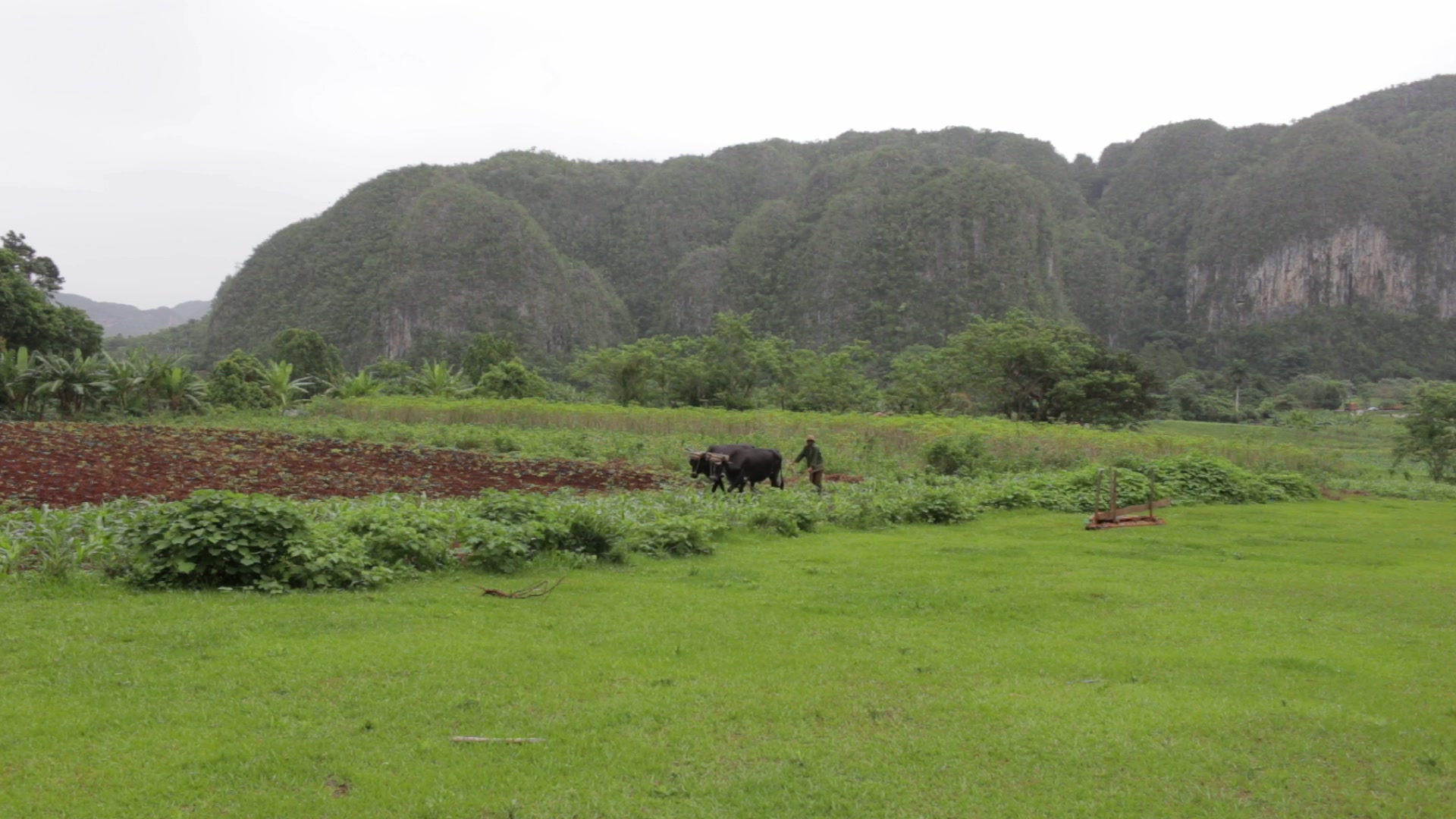 Plowing A Field in Cuba