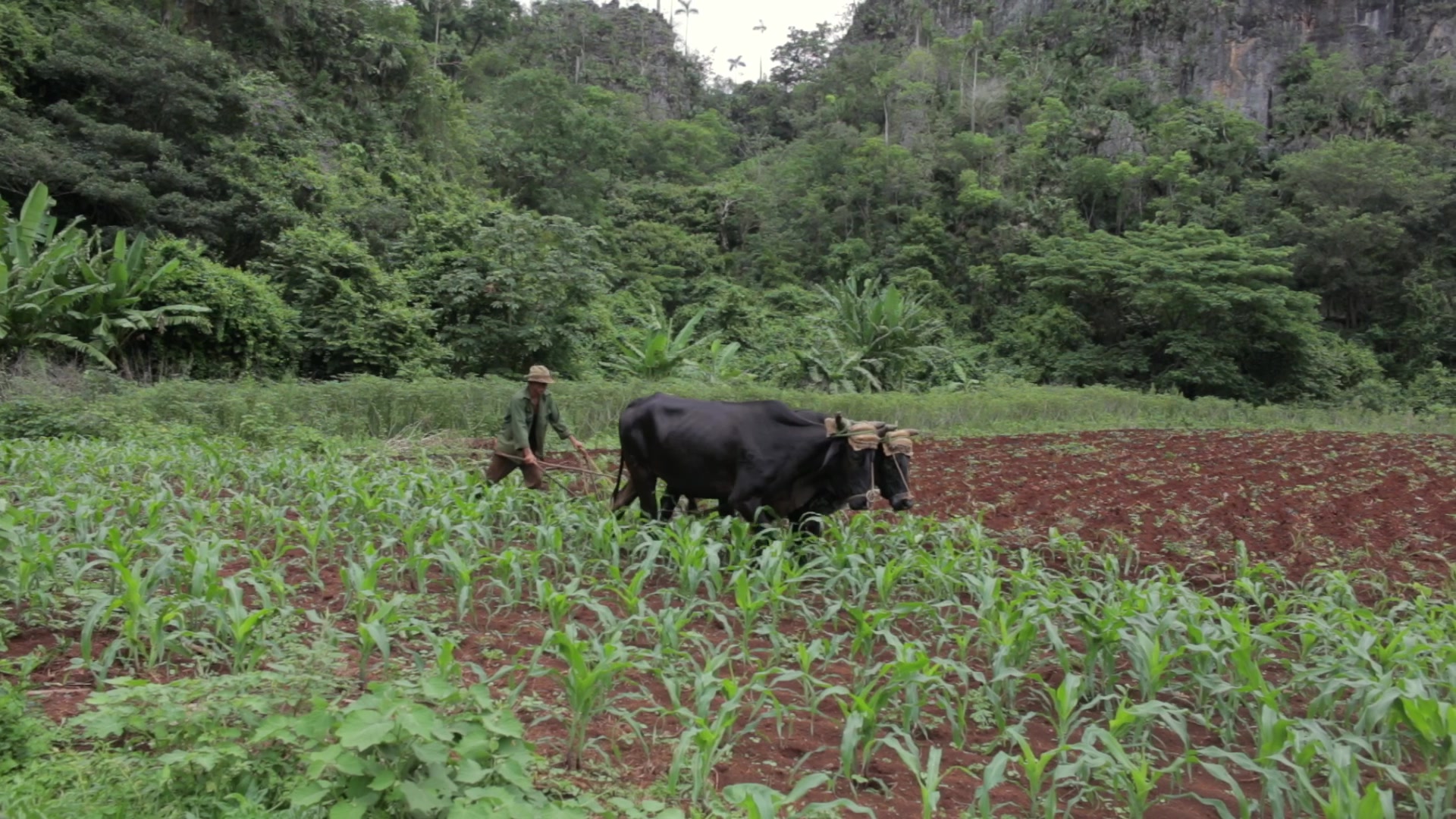 Plowing A Field in Cuba