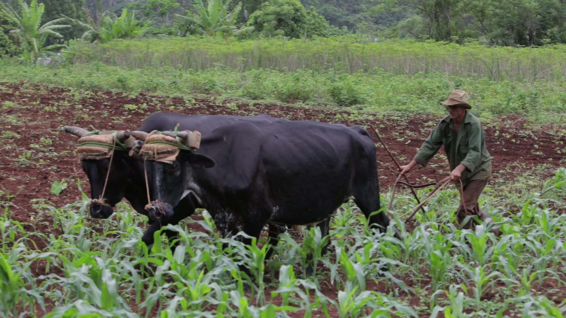 Plowing A Field in Cuba