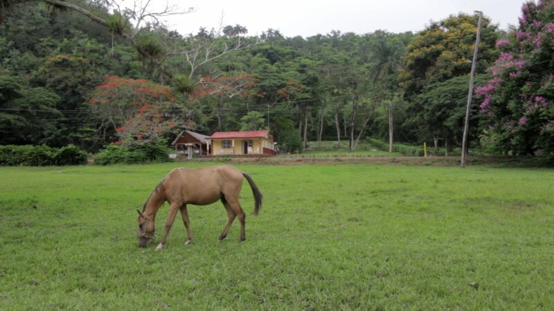 Horse Grazes in Field — Horse Grazes in a Field in CubaKeywords: Cuba, Far, Pasture, horse, grazing