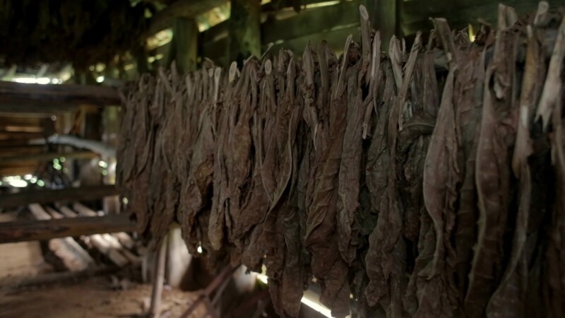 Tobacco drying in Barn in Cuba — Stock Video Footage of Cuba: Tobacco drying in Barn in Rural Cuba — Cuba, Cuban, Cuban Tour, Cuban countryside, country tour
