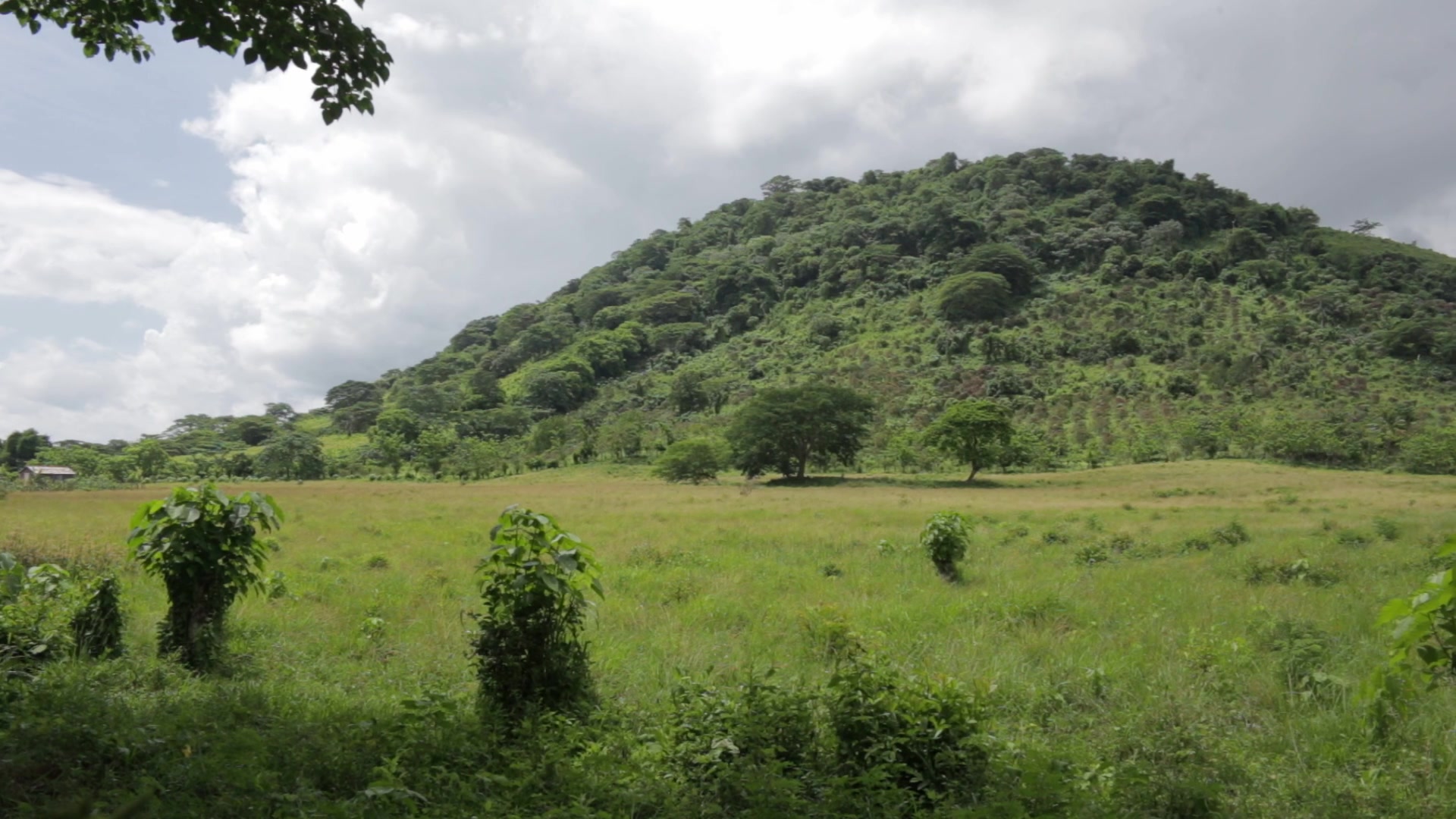 Pasture Land in the Dominican Republic
