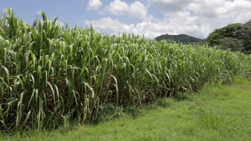 Sugar Cane Field in the Dominican Republic