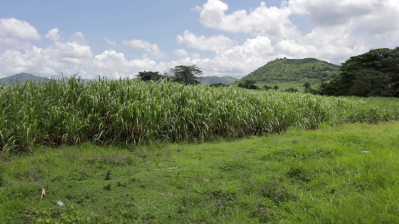 Sugar Cane Field in the Dominican Republic — Stock Video Footage of the Dominican Republic: Fully grown sugar cane field in the eastern region of the Dominic...