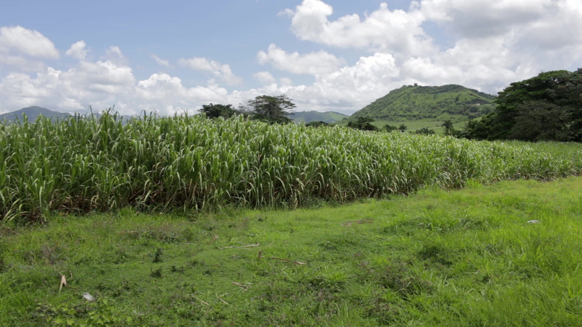 Sugar Cane Field in the Dominican Republic
