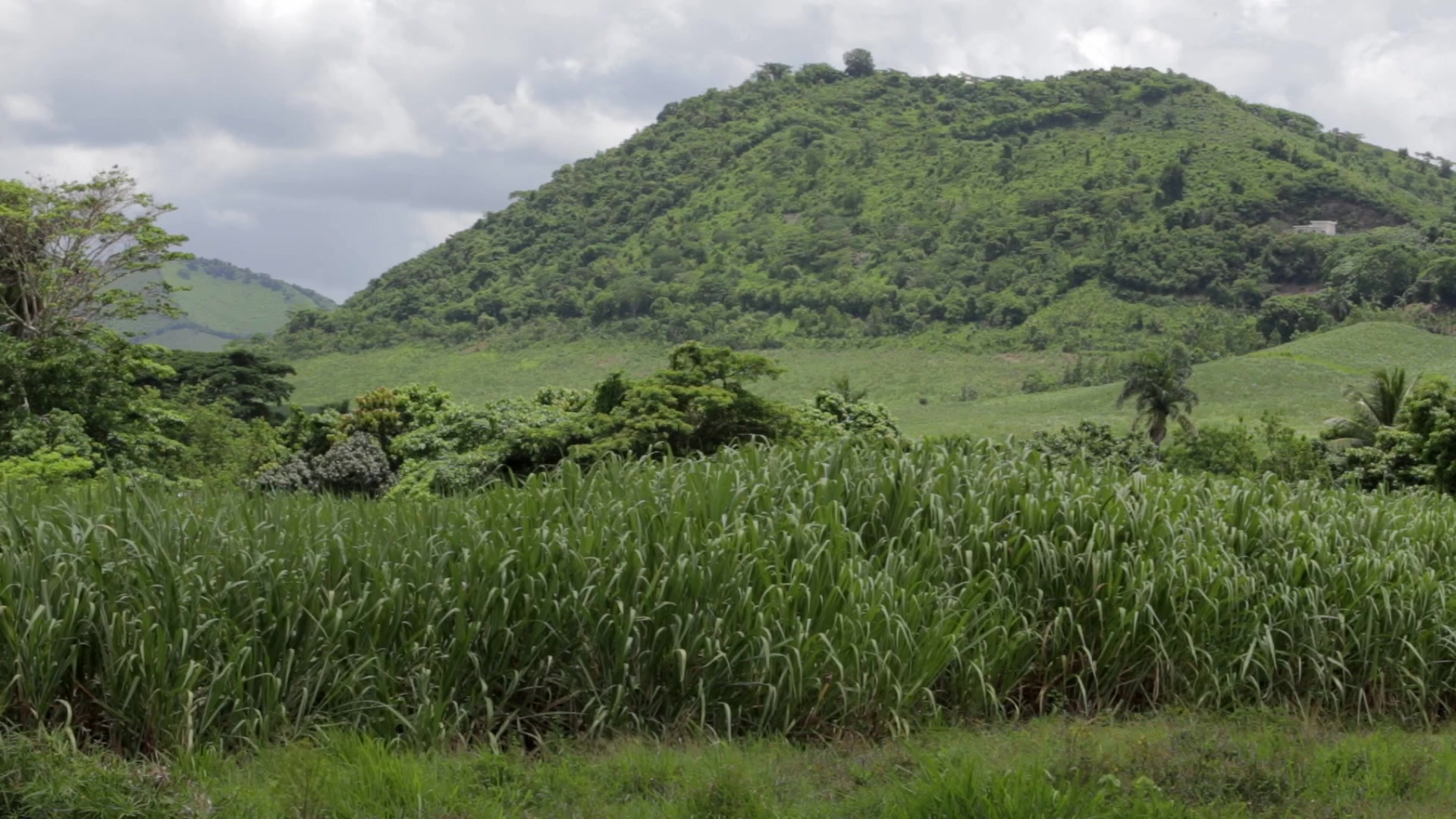 Sugar Cane Field in the Dominican Republic