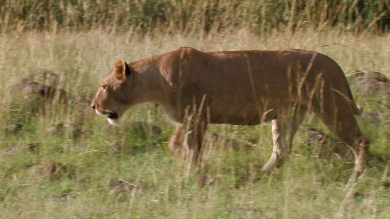 Lions in Maasai Mara