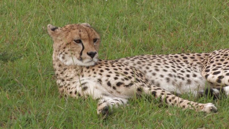 Cheetah in Kenya