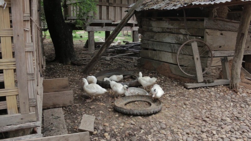 Ducks in Laos — In Laos, Ducks are a common feature in many rural farms — Birds, Ducks, Laos, farm