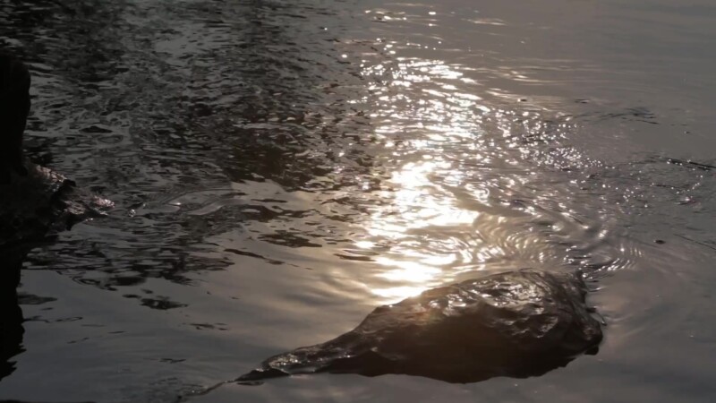 Sunset Reflection in Mountain Stream — Stock Video Footage of Laos: Sparkling light of a Laos sunset reflects off a mountain stream. — Asia, Laos, riverbank,...