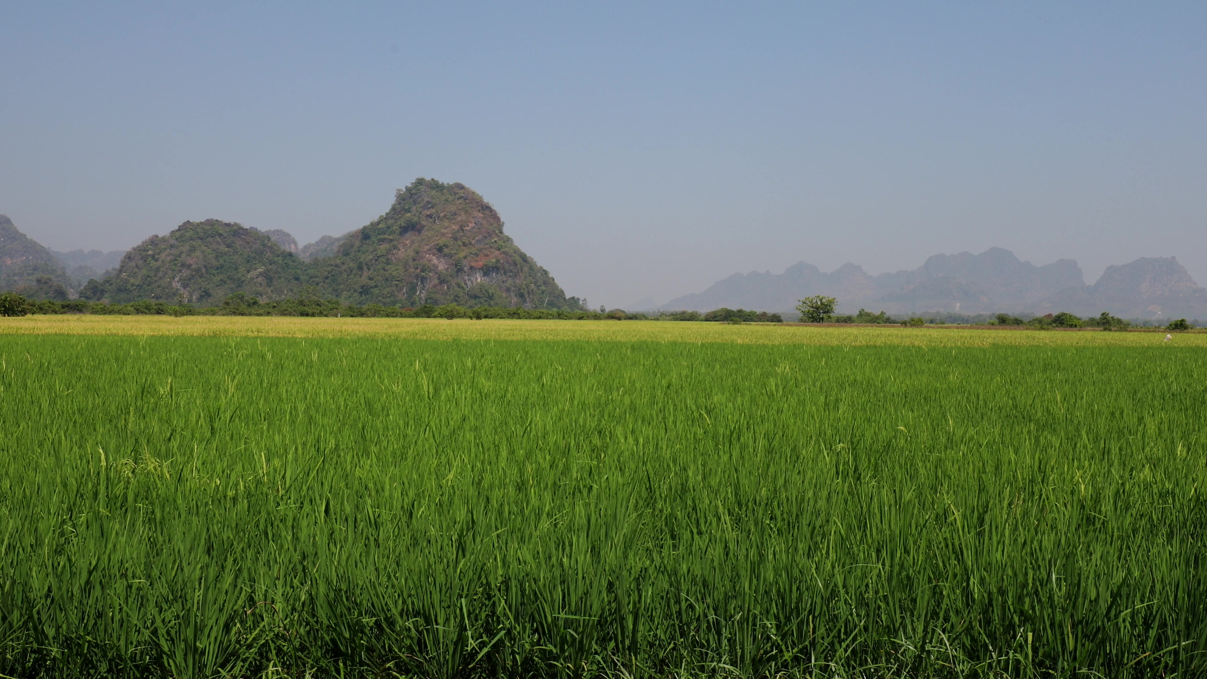 Rice Fields in Myanmar