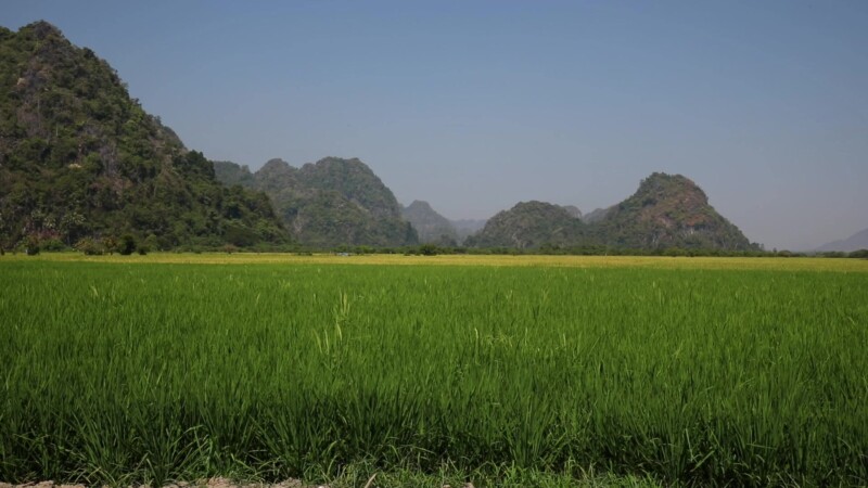 Rice Fields in Myanmar