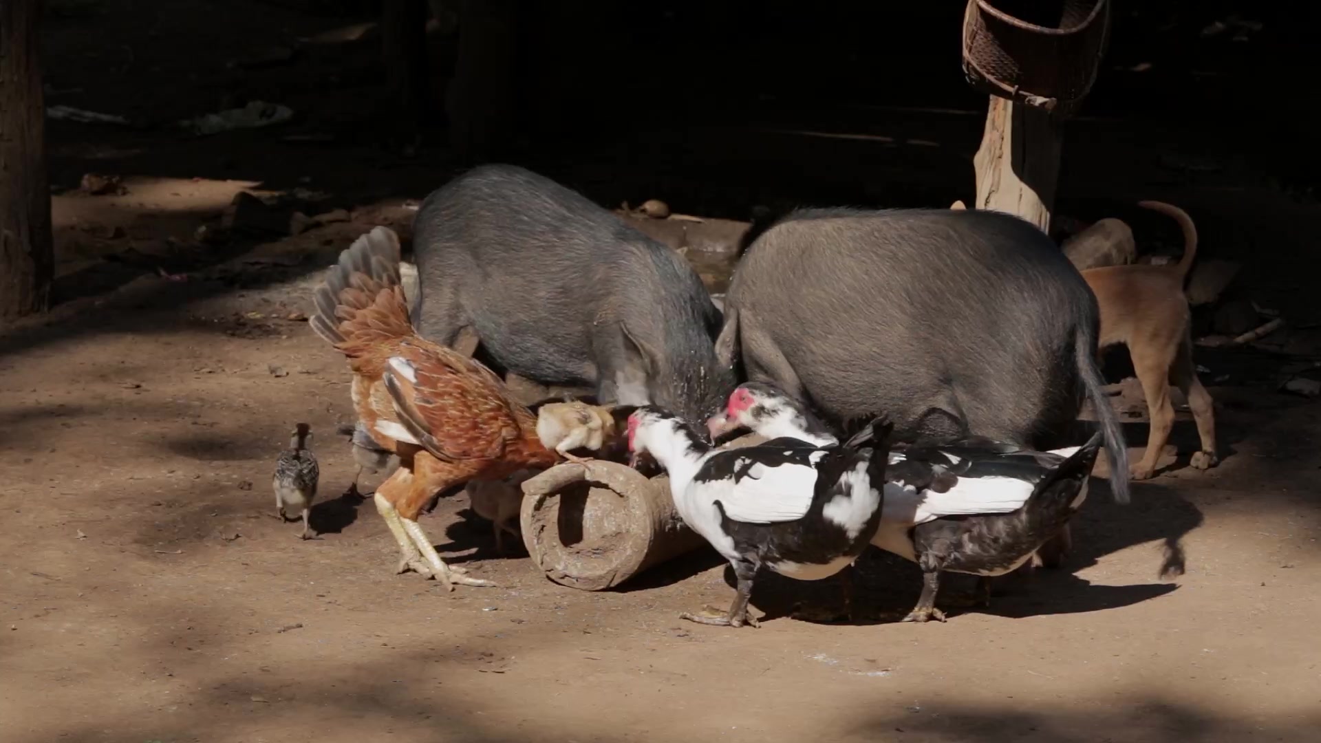 Chickens, Ducks and Pigs