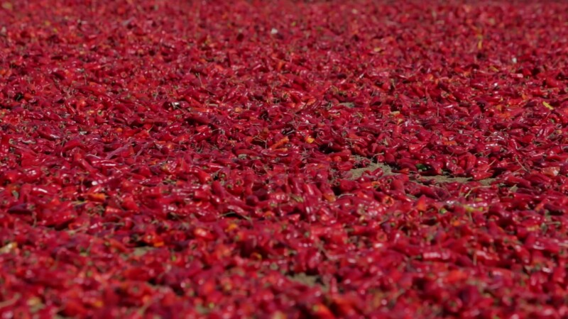 Red Peppers Drying in the Sun