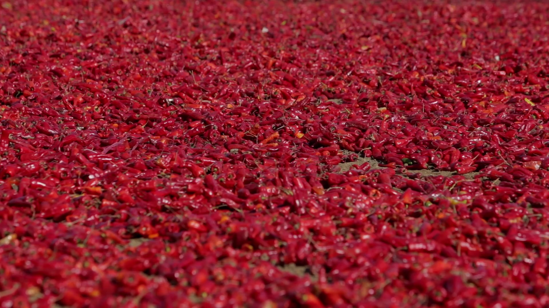 Red Peppers Drying in the Sun