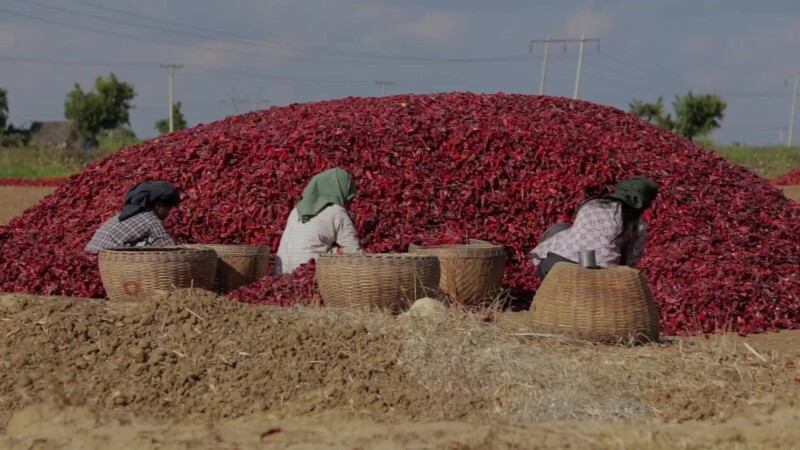 Women Workers Process Red Peppers