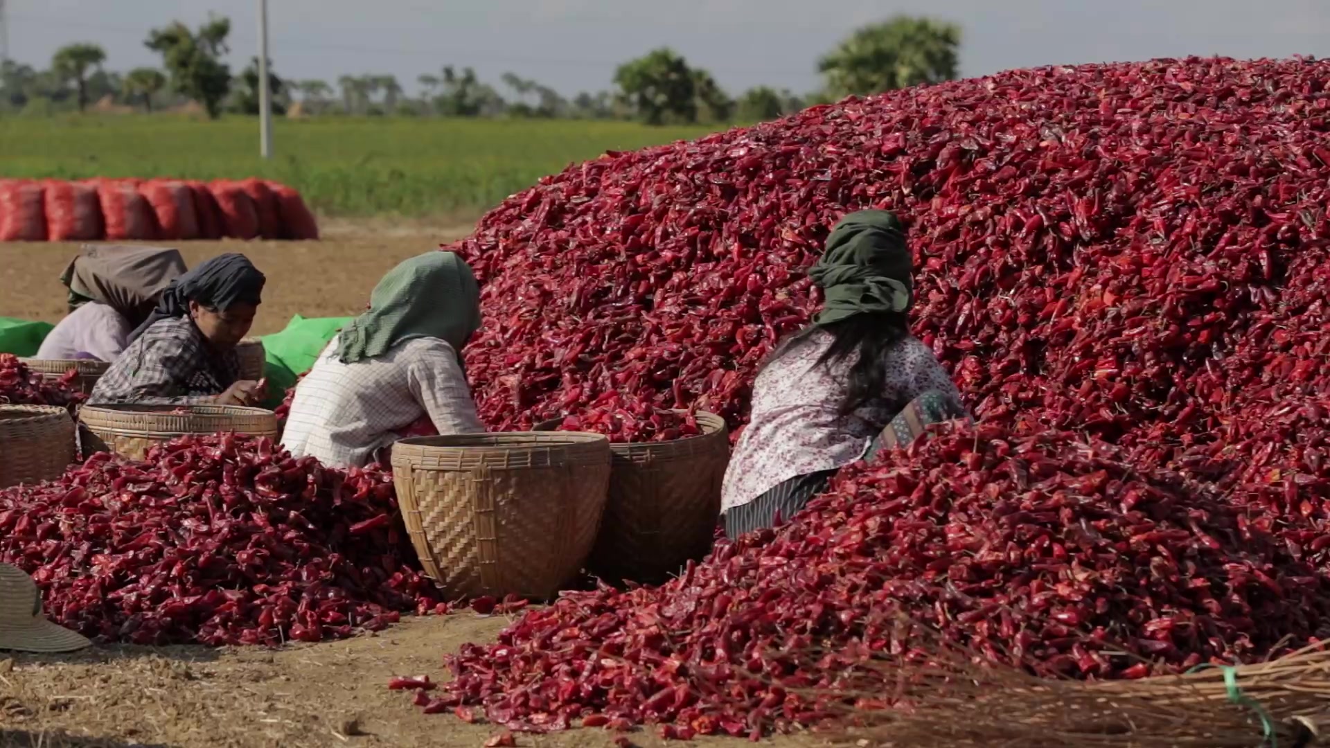 Women Workers Process Red Peppers