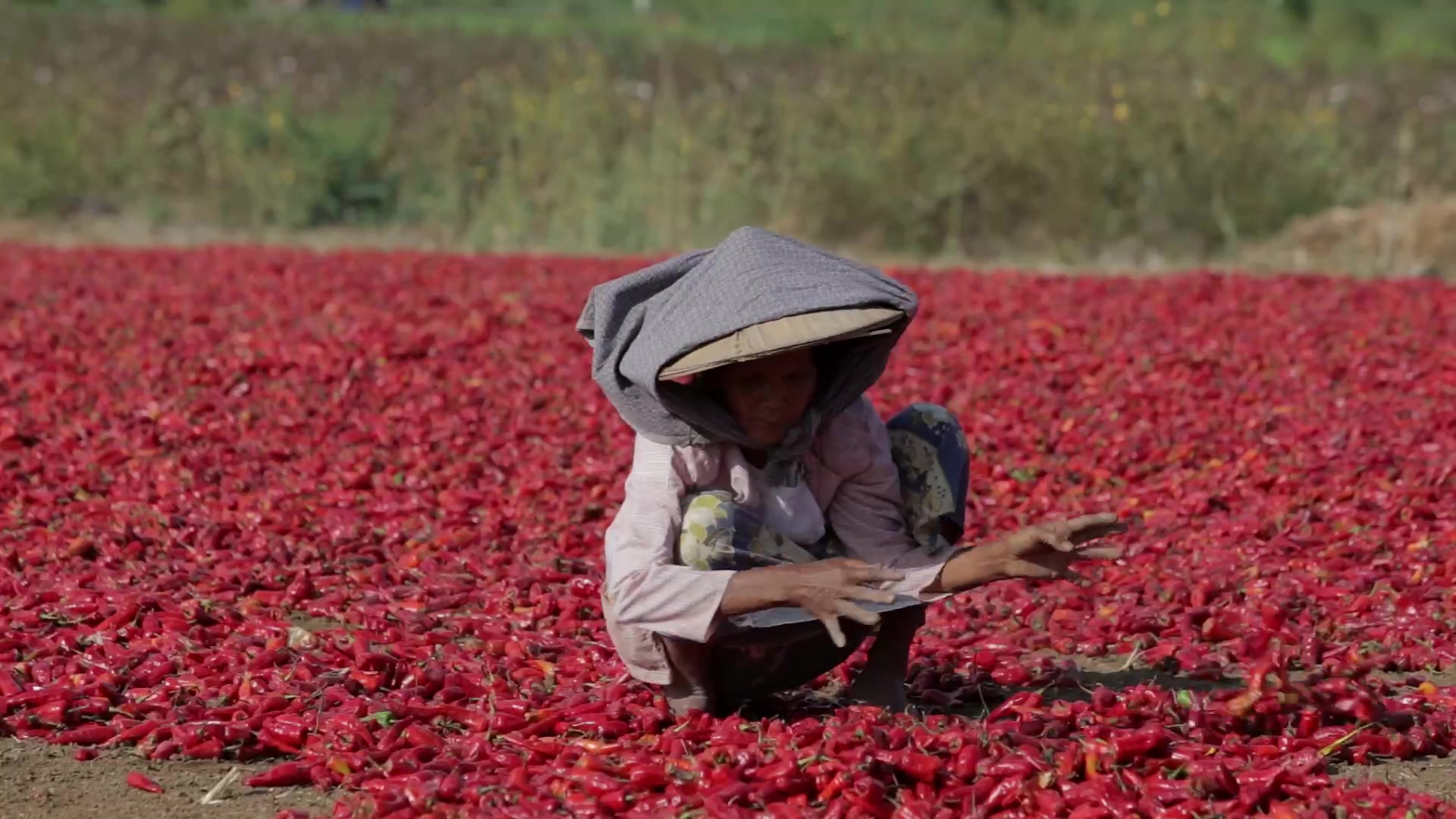 Drying Red Peppers in Myanmar
