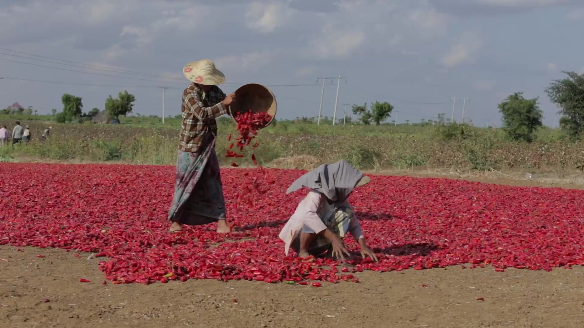 Drying Red Peppers in Myanmar